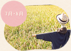7月・8月